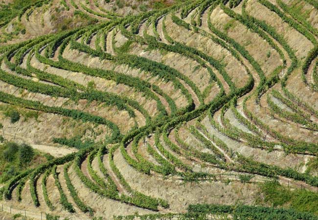 Douro grapes vineyards