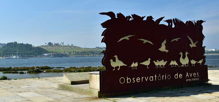 Observatório das Aves porto