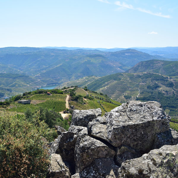 São Leonardo de Galafura vineyard terraces